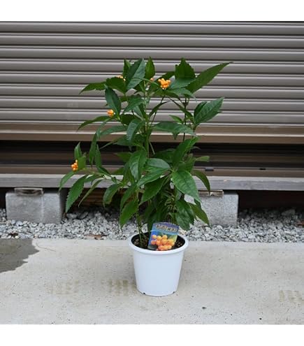 Amazon.co.jp: 千両2号 トナシム トルバム カレヘン 台太郎 赤茄子 苗